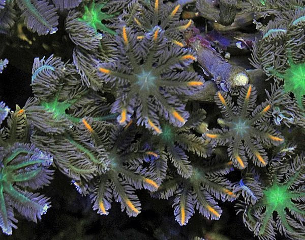 Clavularia (Orange/striped)