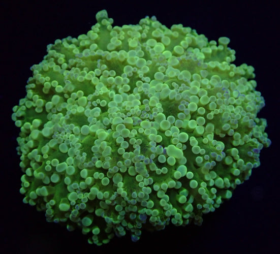 Euphyllia divisa (Abrolhos-eilanden)