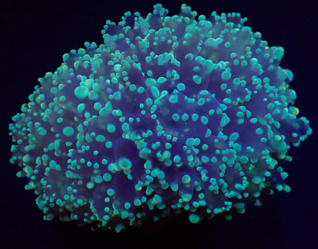 Euphyllia divisa (Abrolhos-eilanden)