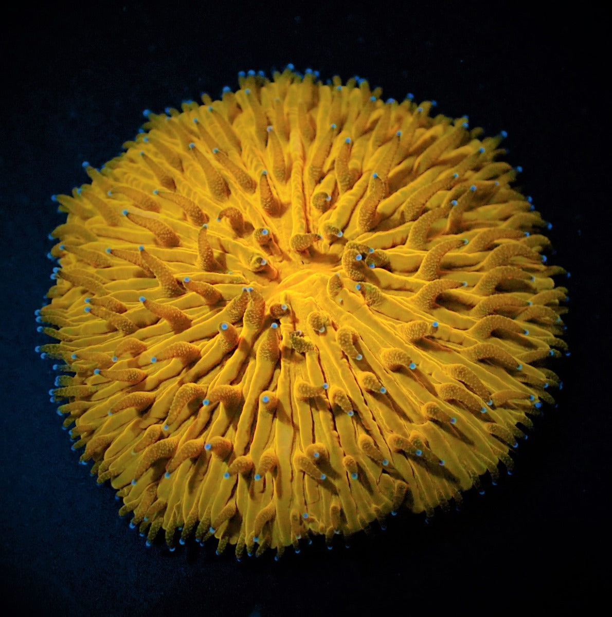 Cycloseris (Orange)