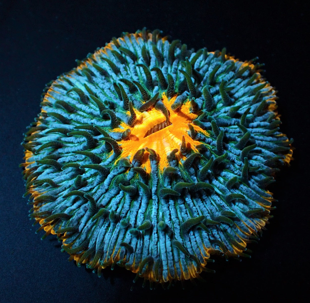 Cycloseris (Premium)