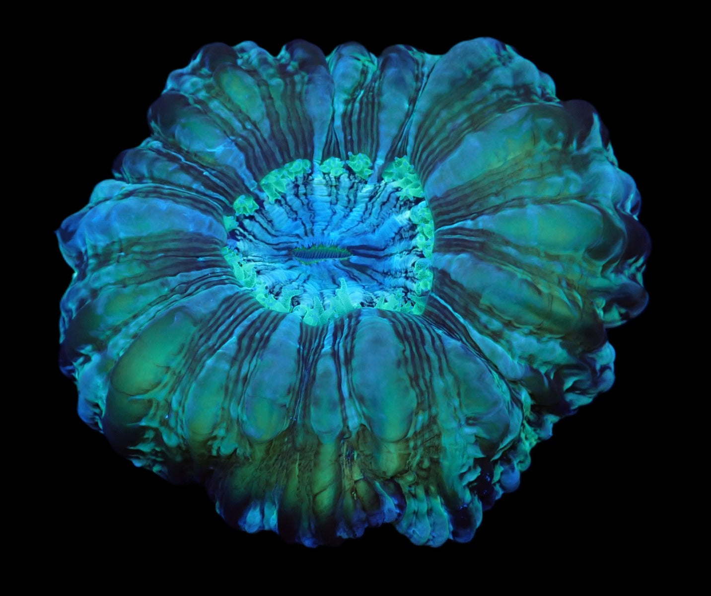 Cynarina macassarensis