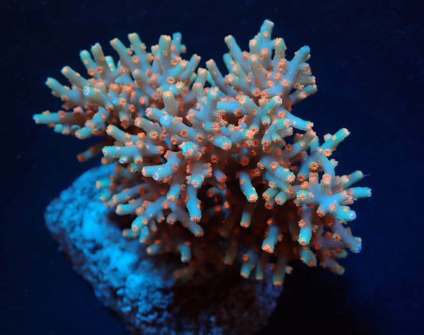 Cyphastrea decadia