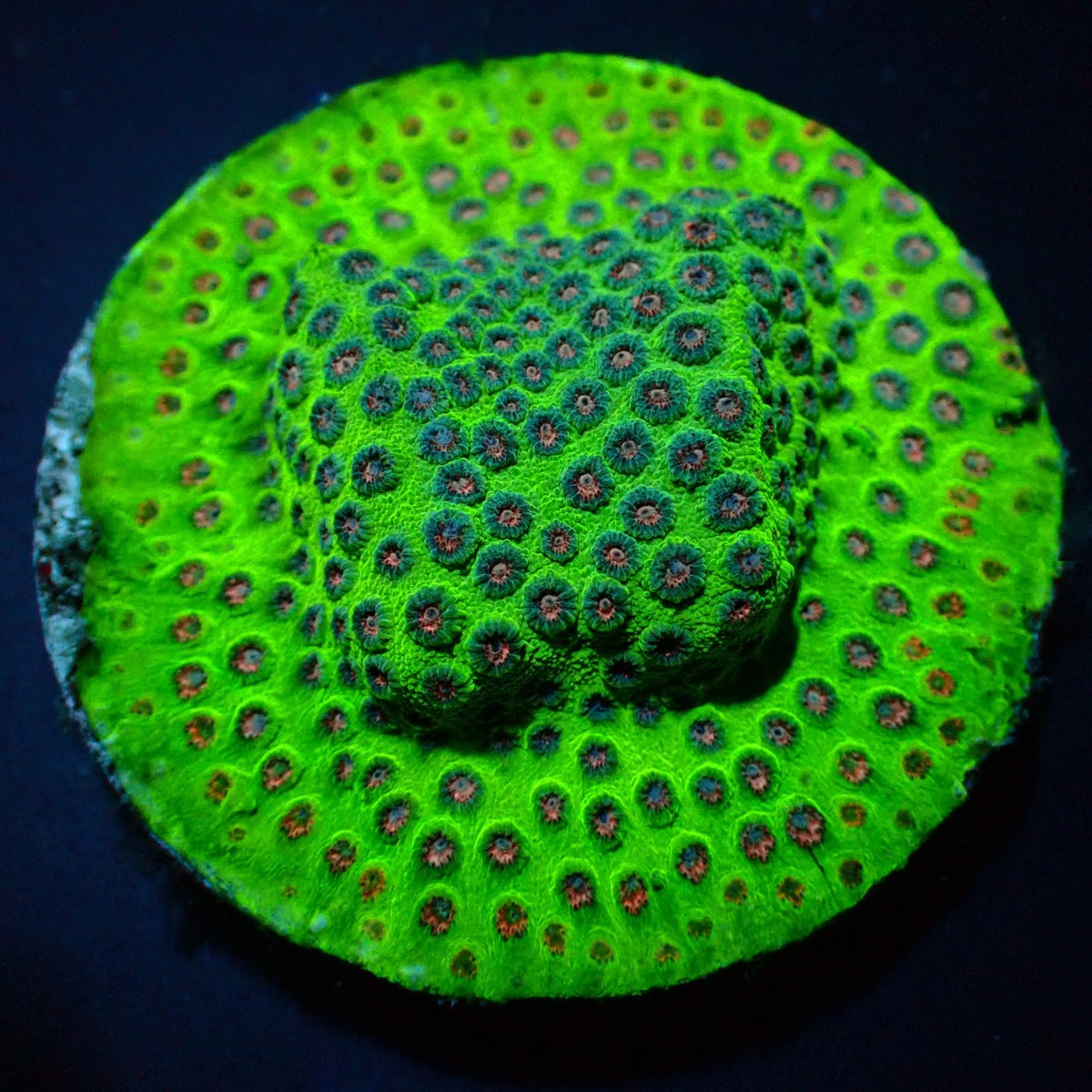 Cyphastrea (Ultra)