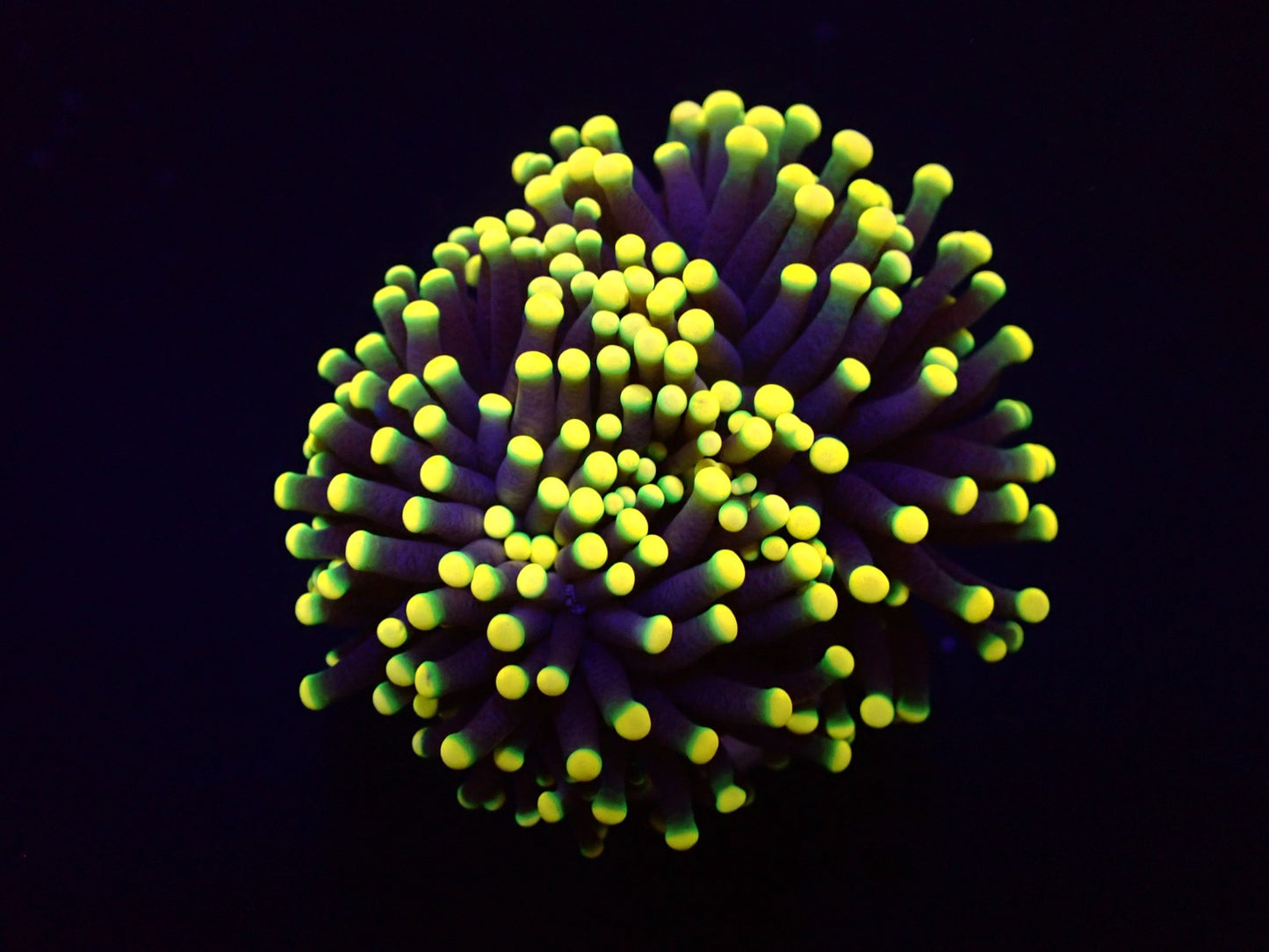 Euphyllia glabrescens (Orange-Yellow)