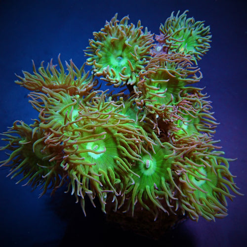 Duncanopsammia axifuga
