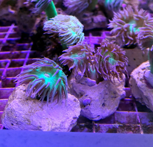Duncanopsammia axifuga