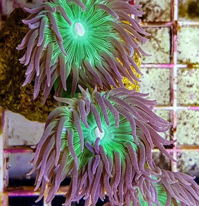 Duncanopsammia axifuga