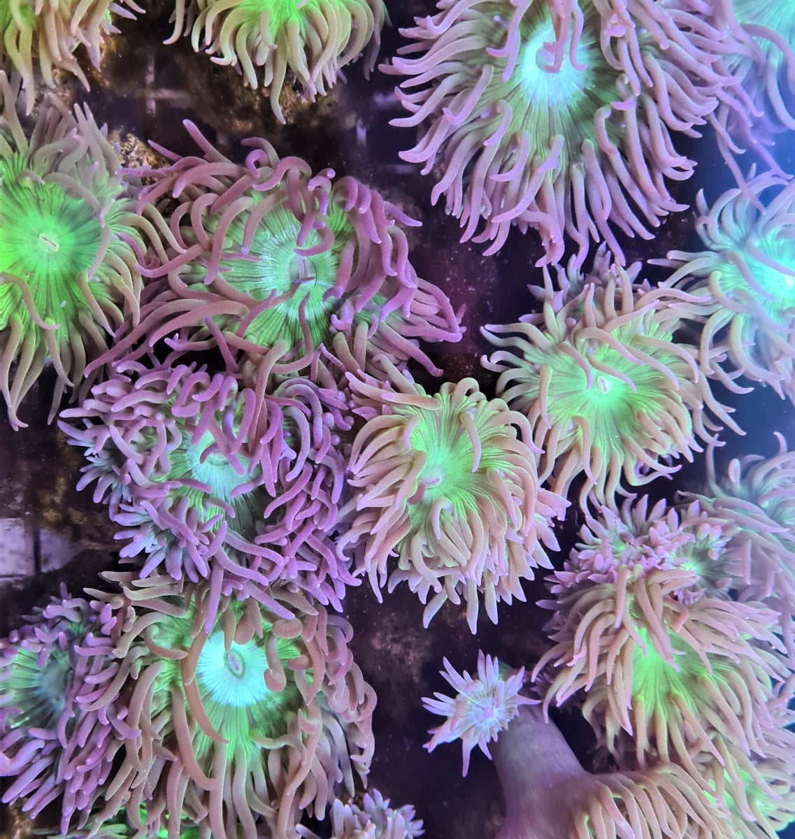 Duncanopsammia axifuga