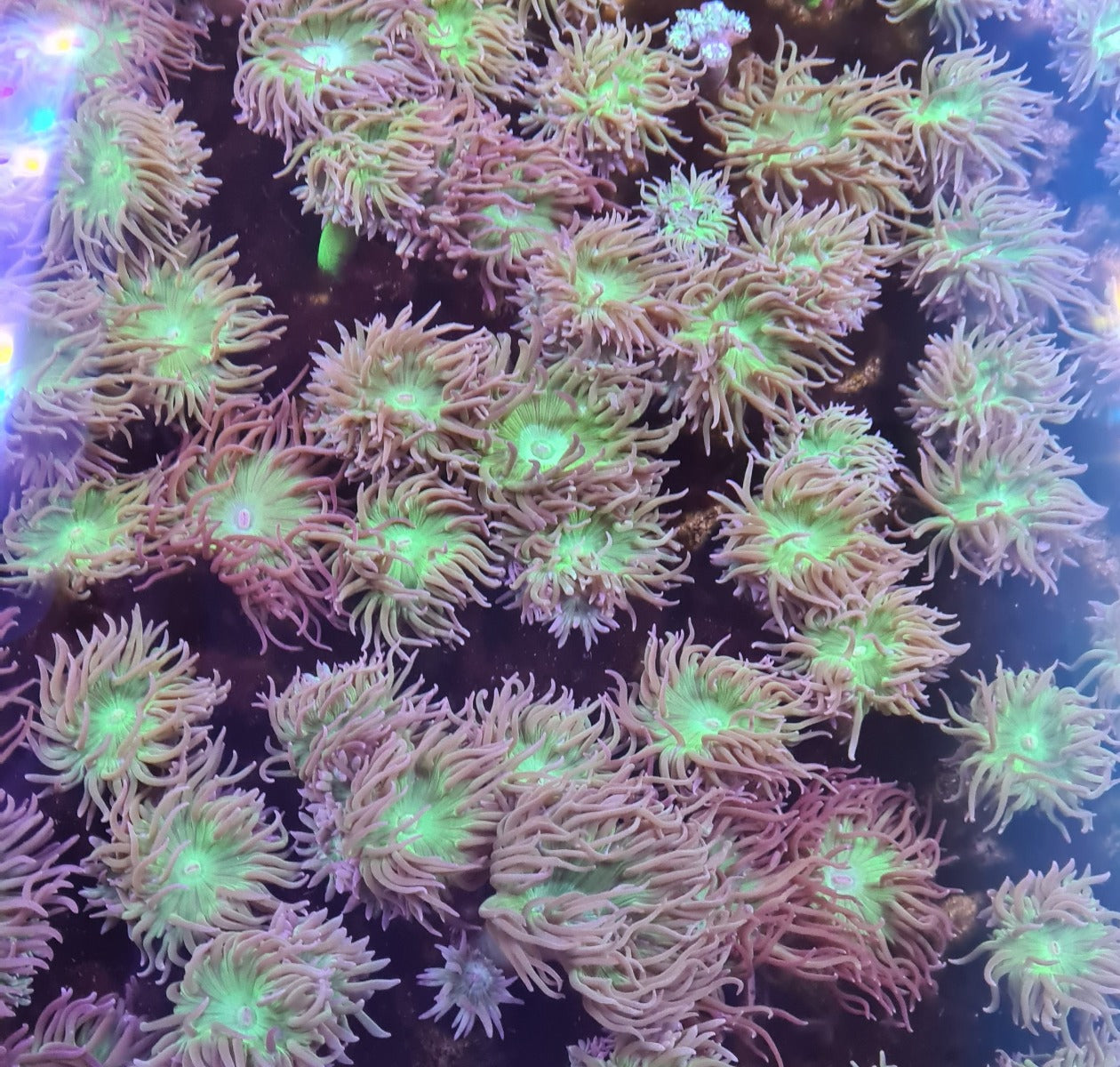 Duncanopsammia axifuga