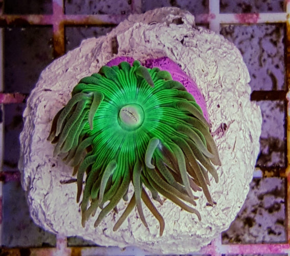 Duncanopsammia axifuga