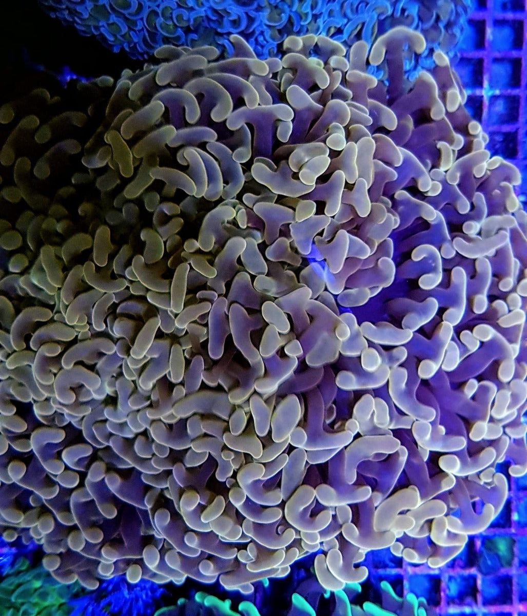 Euphyllia ancora (gekleurde stengel)