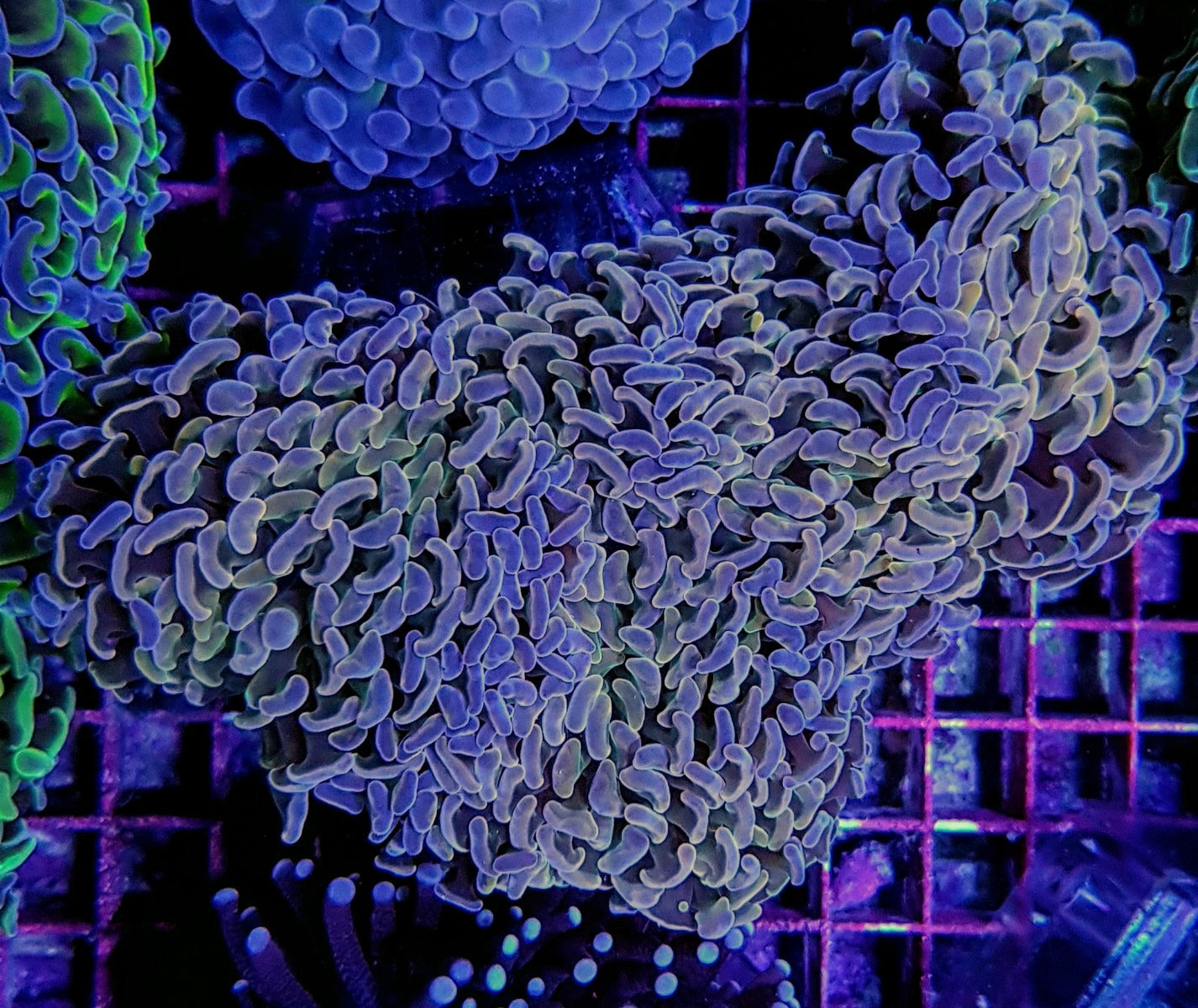 Euphyllia ancora (gekleurde stengel)
