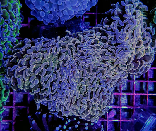 Euphyllia ancora (oranjegeel)
