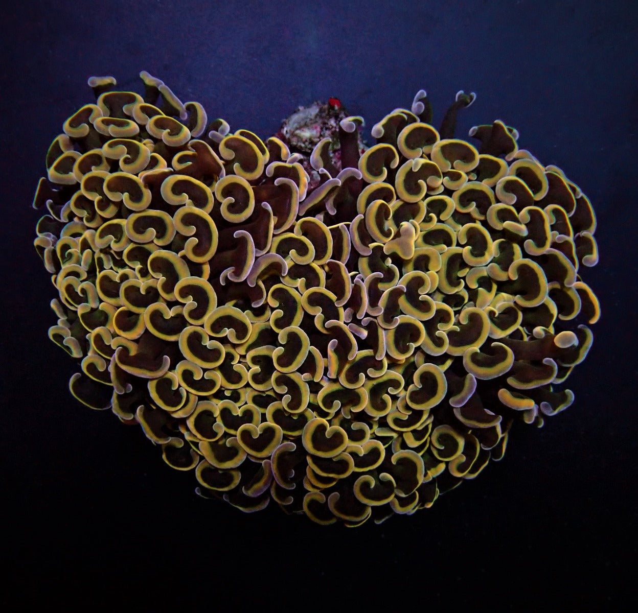 Euphyllia ancora (gekleurde stengel)