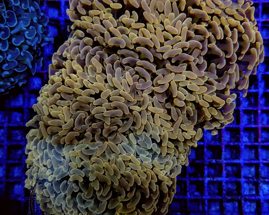 Euphyllia ancora (gekleurde stengel)