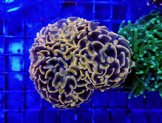 Euphyllia paraancora (geel-goud)