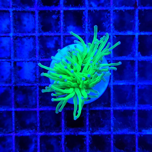 Euphyllia glabrescens (Blauwe bes)