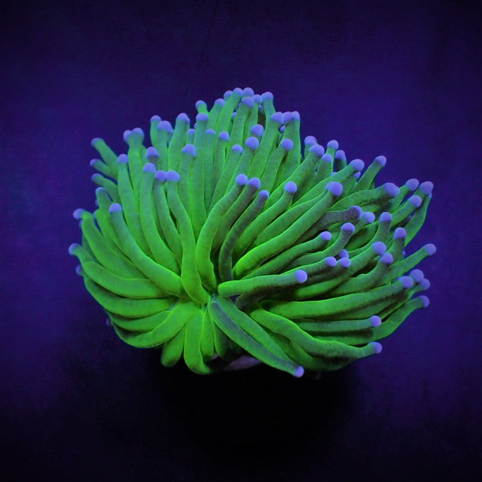 Euphyllia glabrescens (Blueberry)