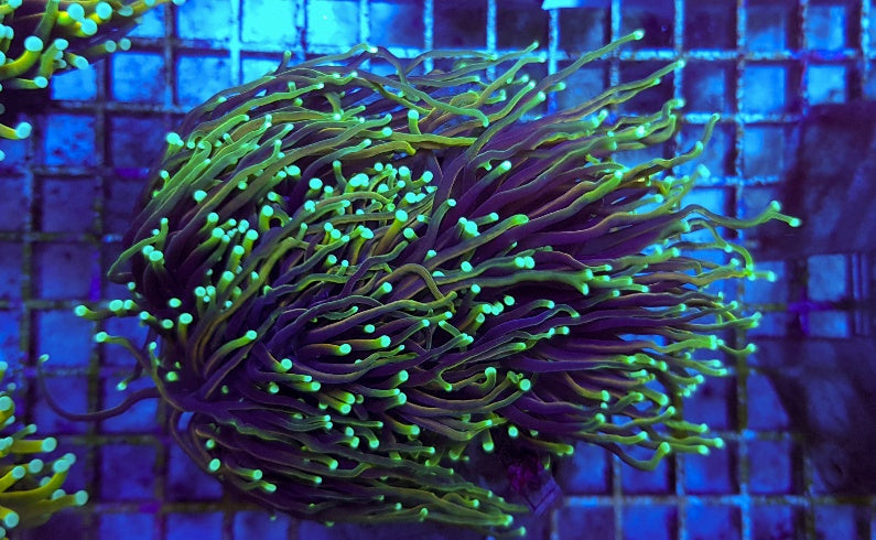 Euphyllia glabrescens (Dragon Soul)