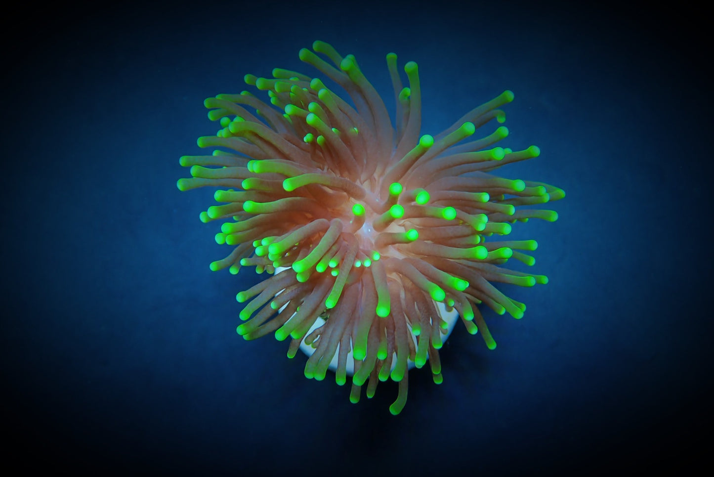 Euphyllia glabrescens (Premium)