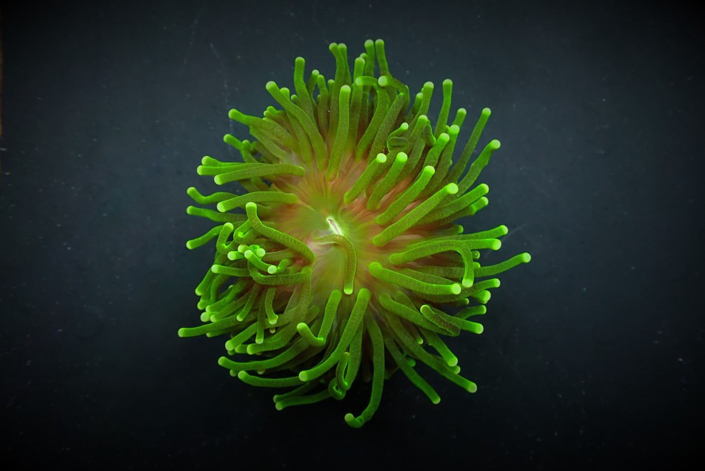Euphyllia glabrescens (Tiger Ultra)
