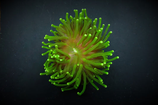 Euphyllia glabrescens (Tiger Ultra)