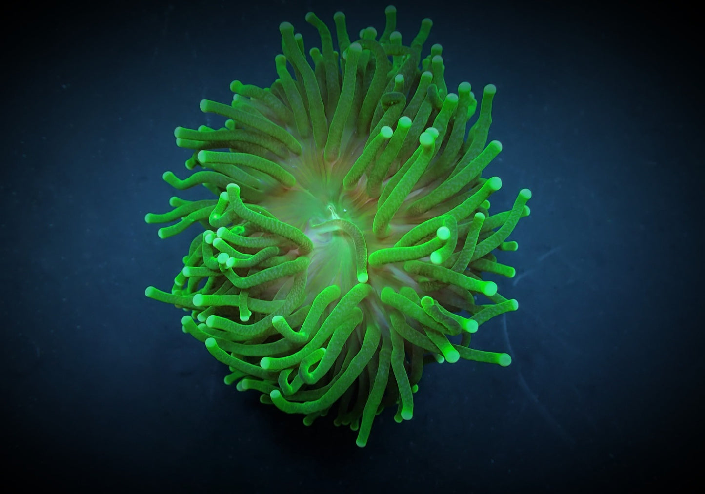 Euphyllia glabrescens (Tiger Ultra)