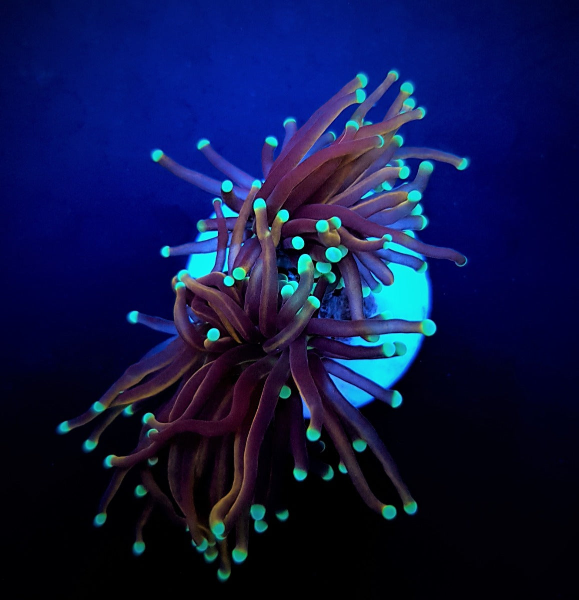 Euphyllia glabrescens (NYknicks)