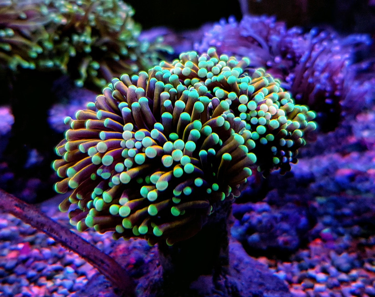 Euphyllia glabrescens (NYknicks)
