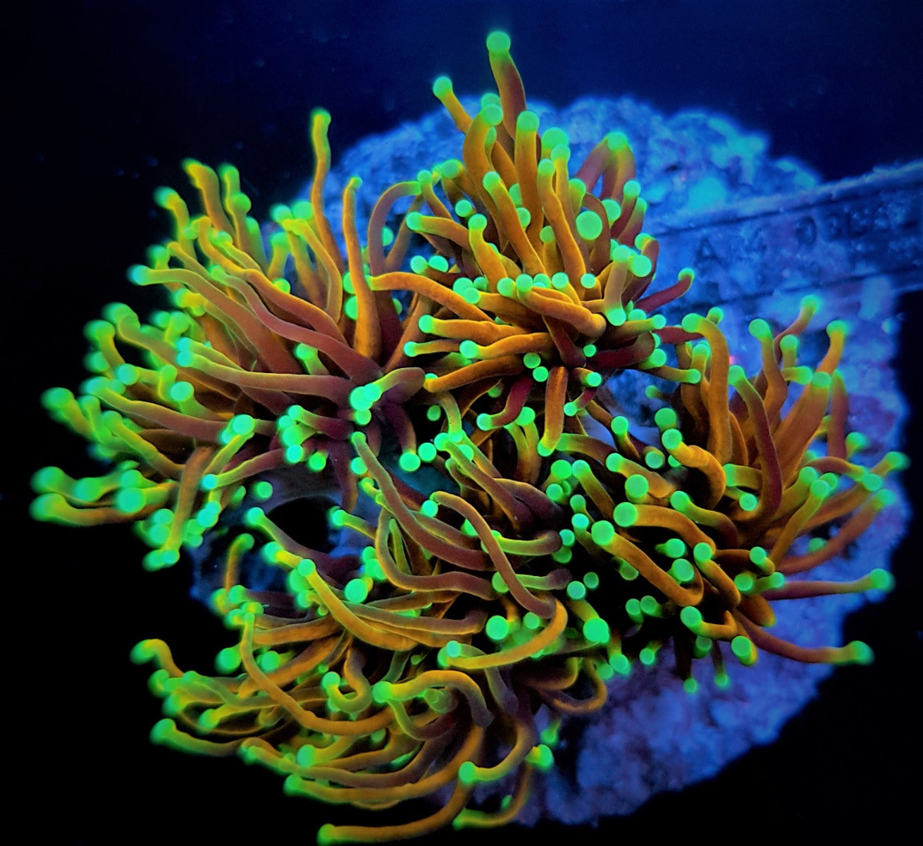 Euphyllia glabrescens (NYknicks)