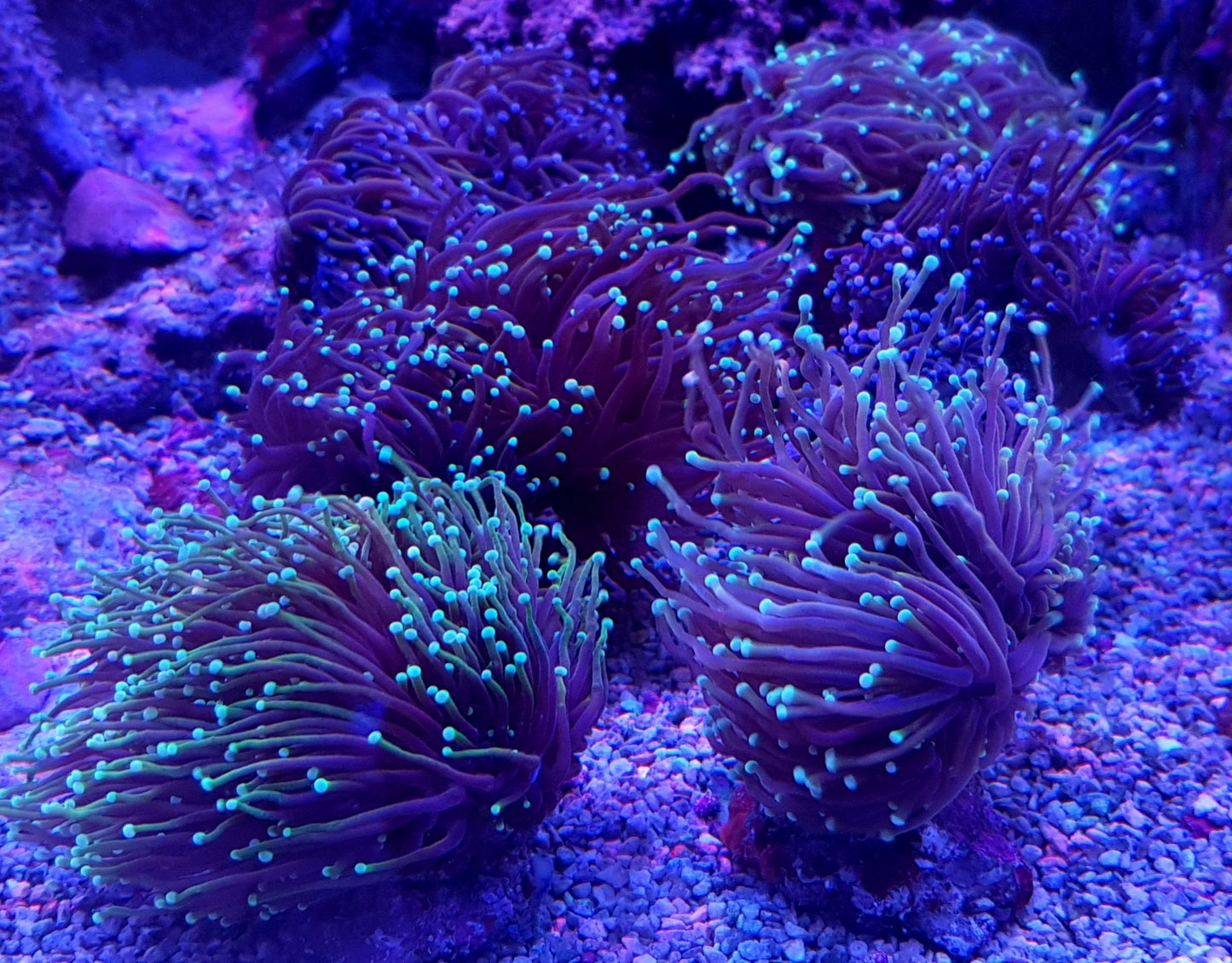 Euphyllia glabrescens (Orange-Yellow)