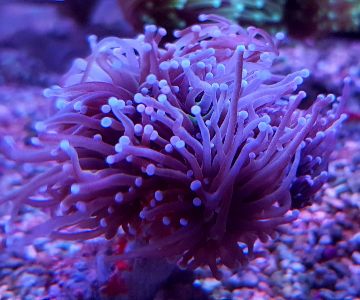 Euphyllia glabrescens (Orange-Yellow)