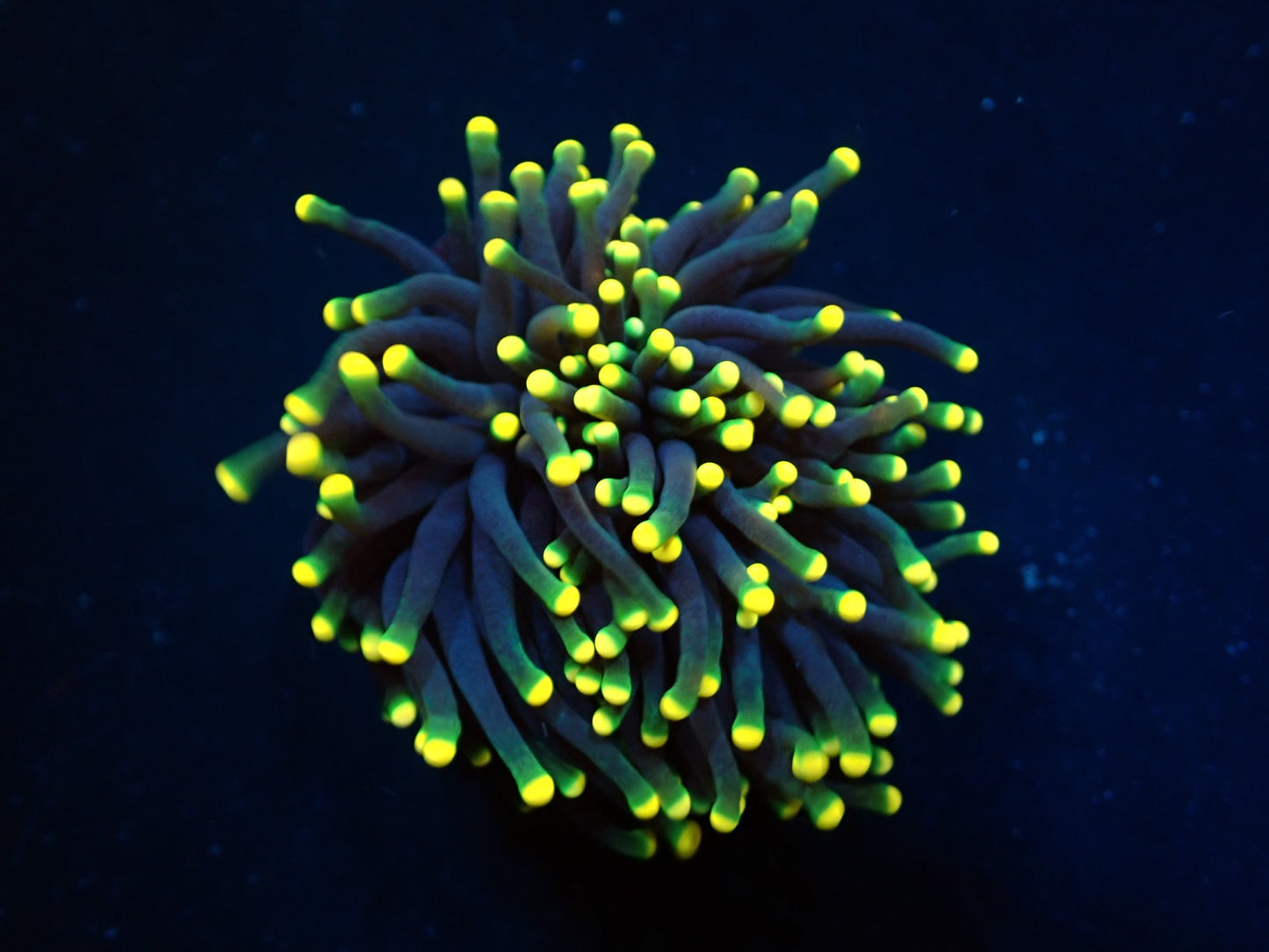 Euphyllia glabrescens (Rasta)