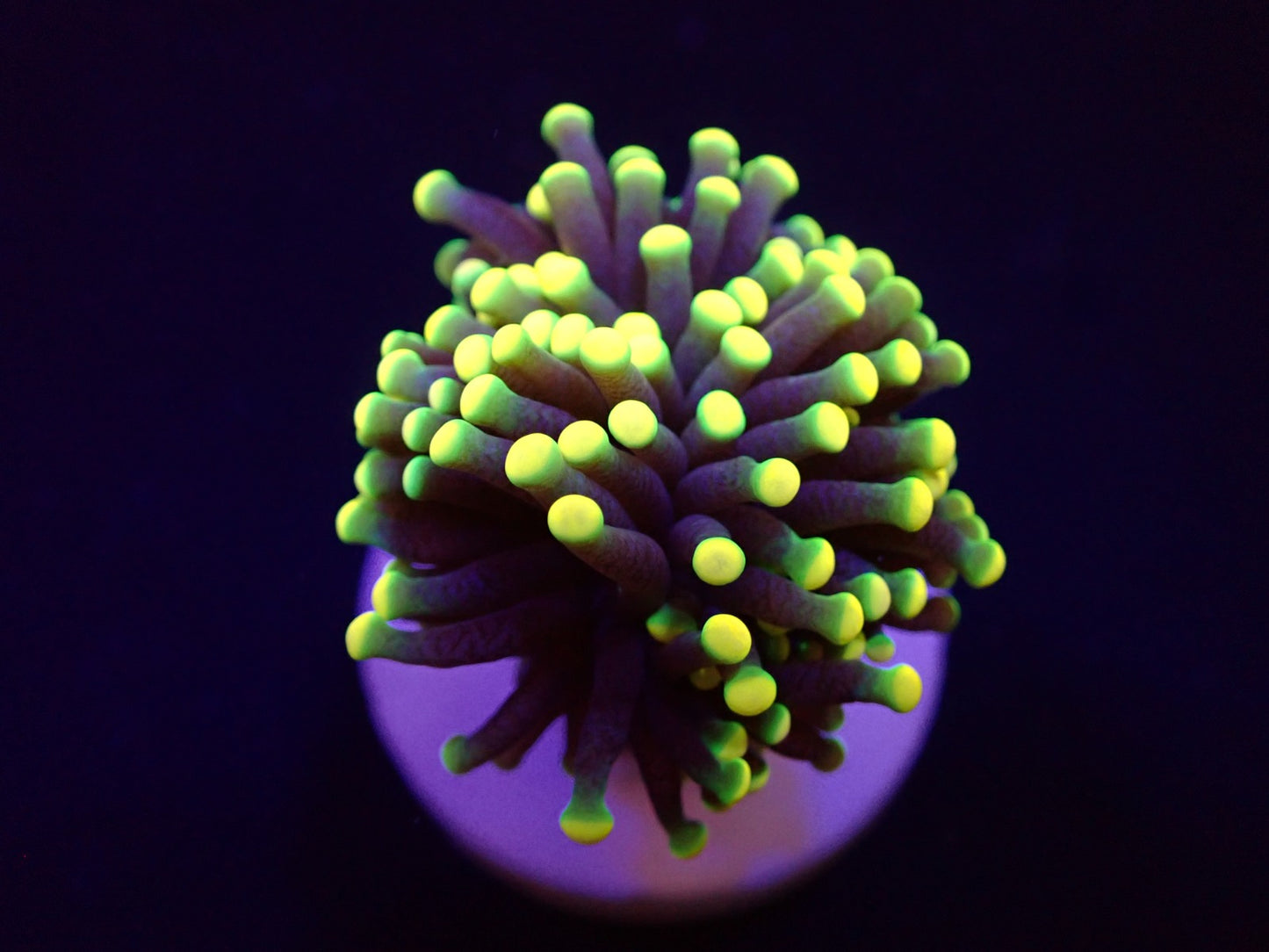 Euphyllia glabrescens (Rasta)