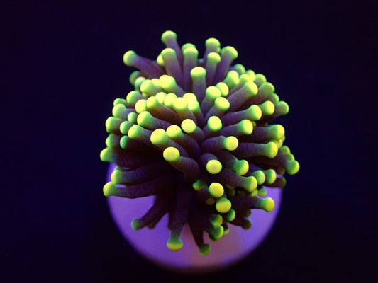 Euphyllia glabrescens (Rasta)