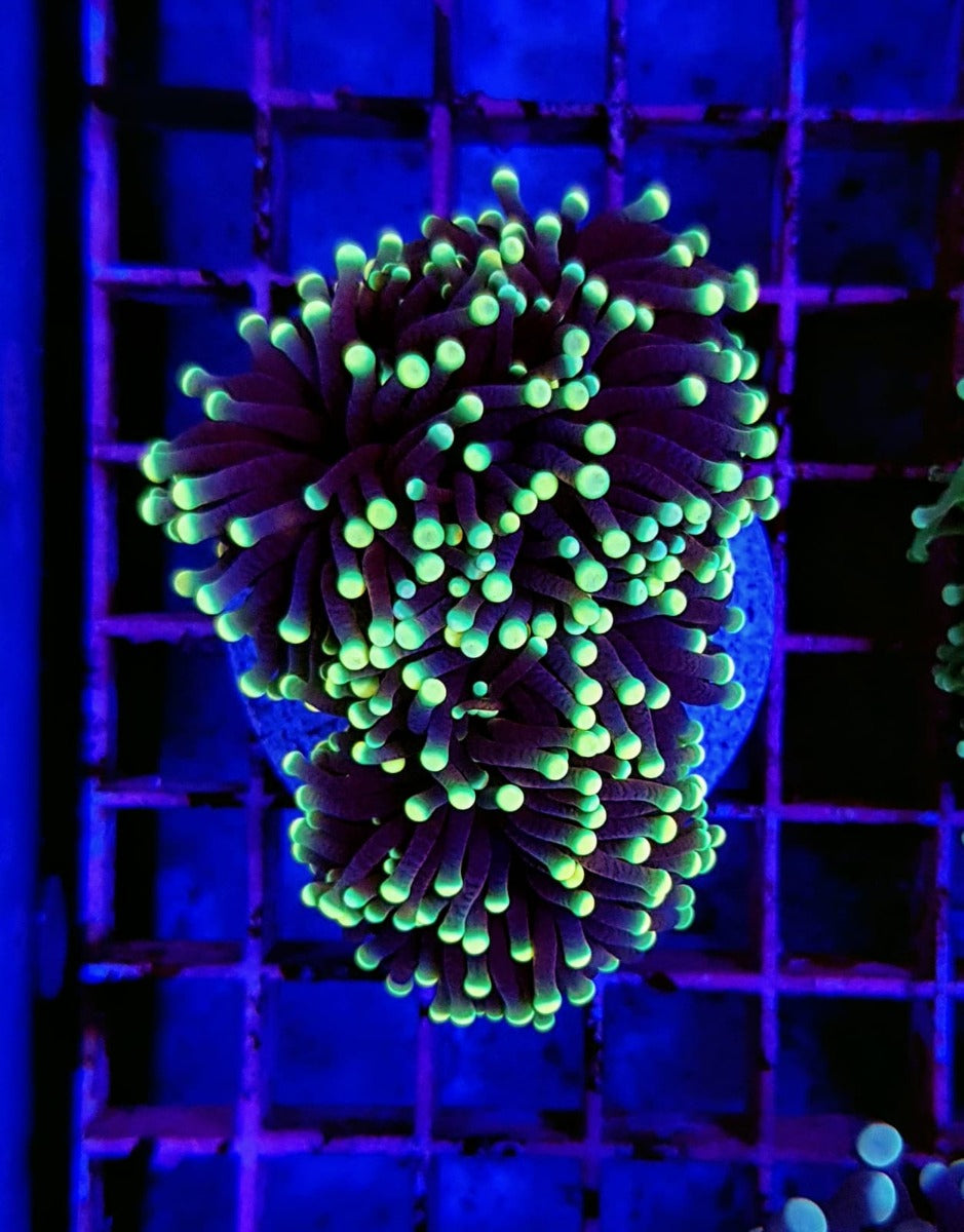 Euphyllia glabrescens (Rasta)
