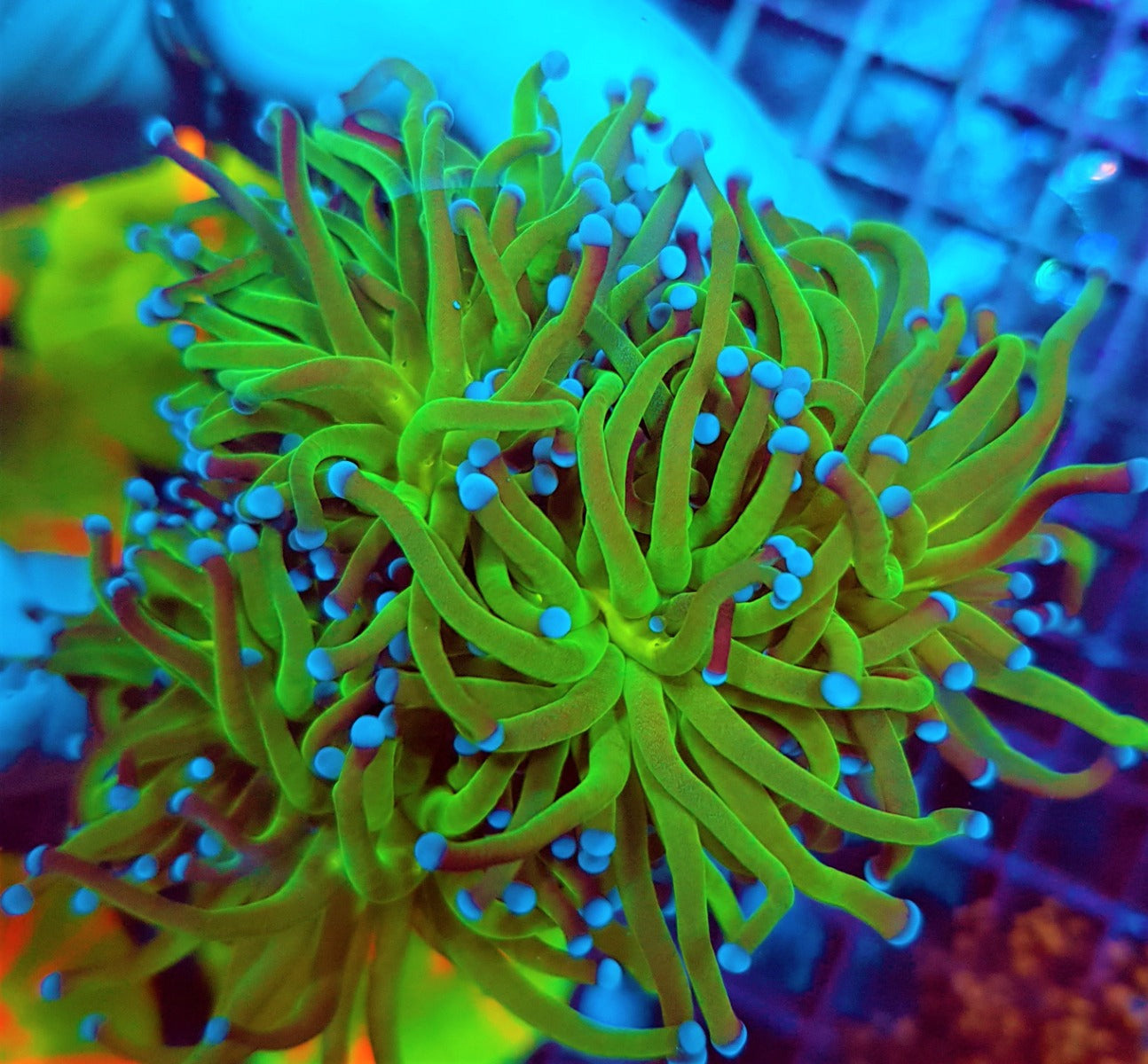 Euphyllia glabrescens (Reverse Holy Grail)