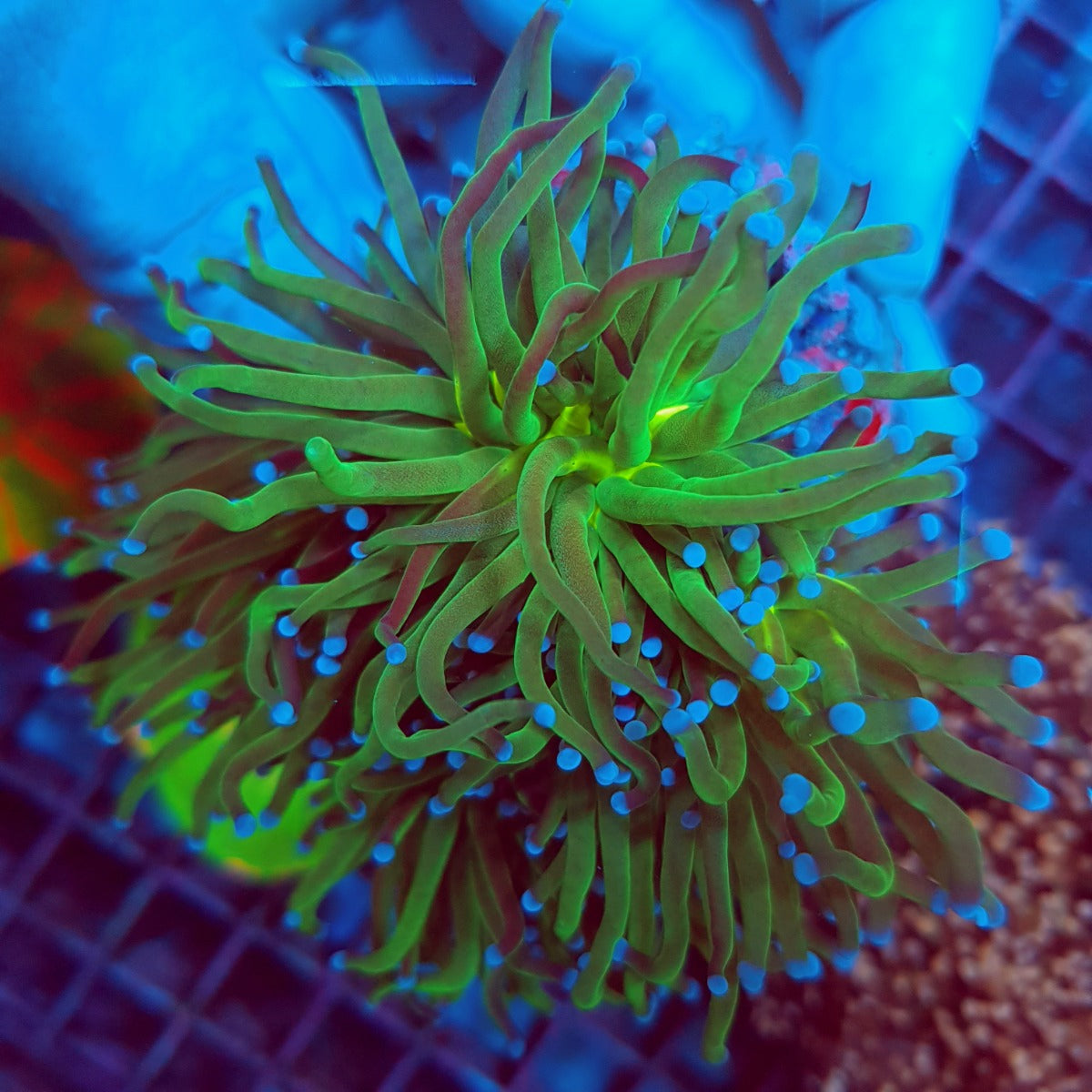 Euphyllia glabrescens (Reverse Holy Grail)