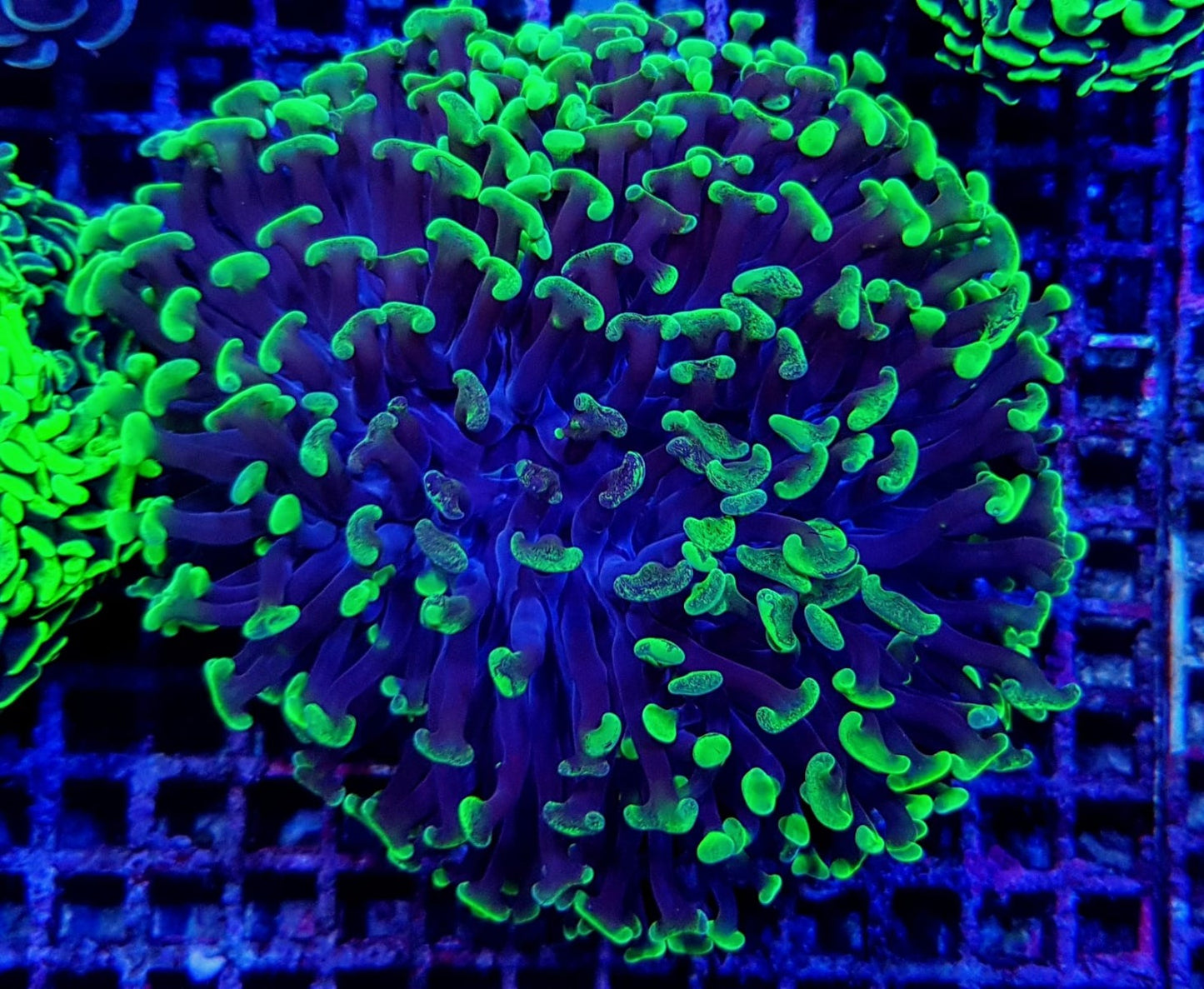 Euphyllia paraancora (Premium)