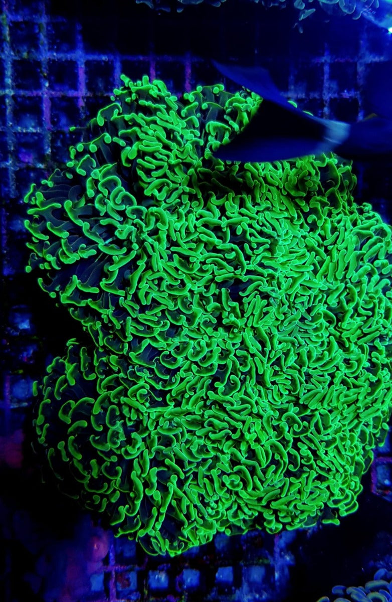 Euphyllia paraancora (Premium)