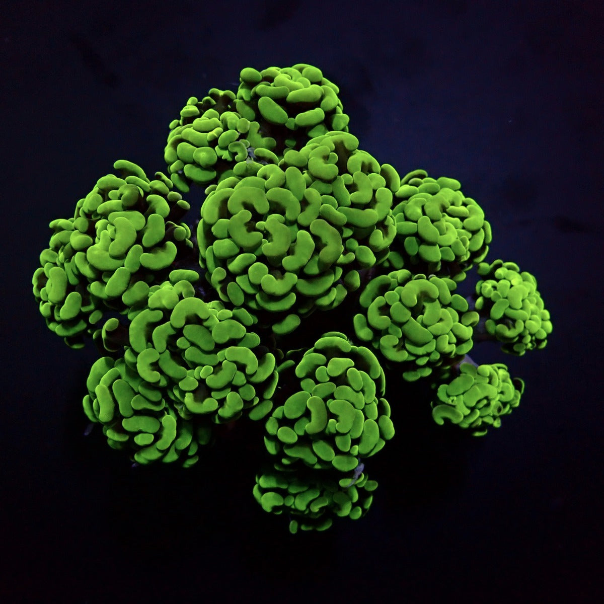 Euphyllia paraancora (Premium)
