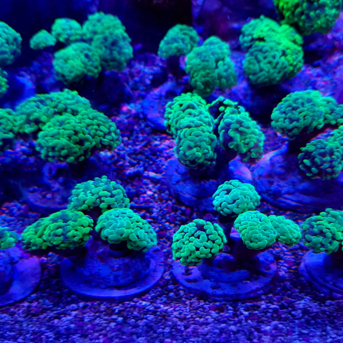 Euphyllia paraancora (Premium)