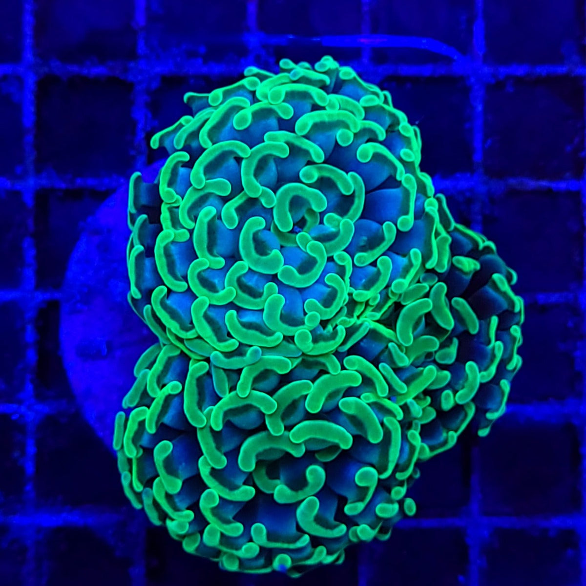 Euphyllia paraancora (Premium)