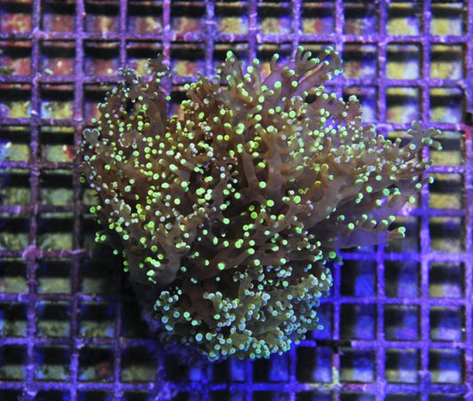 Euphyllia paradivisa (Groen)