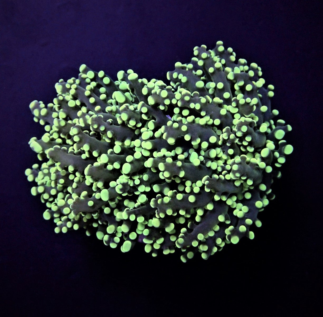 Euphyllia paradivisa (Green)