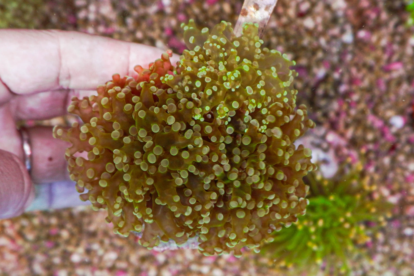Euphyllia paradivisa (Premium)