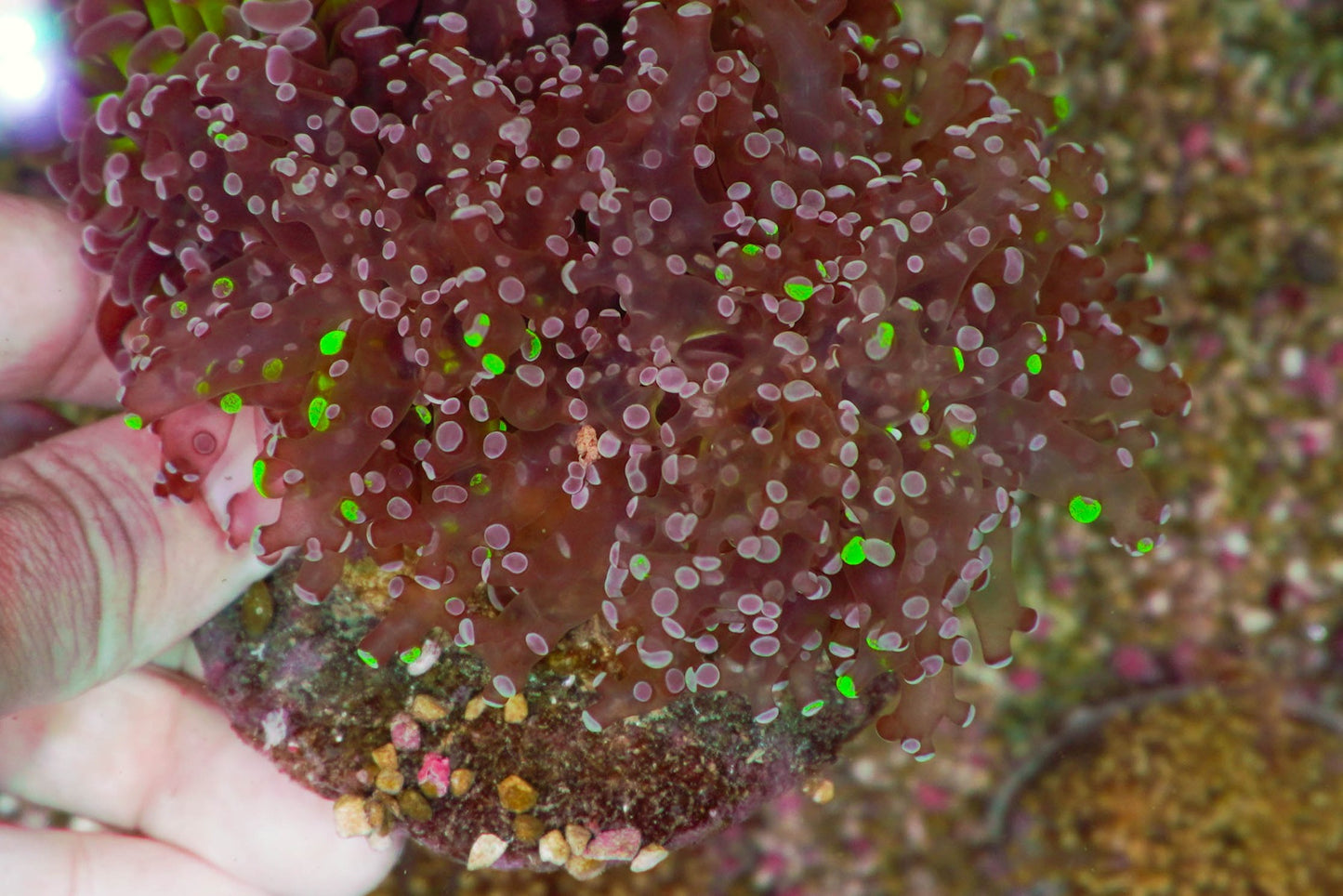 Euphyllia paradivisa (Premium)