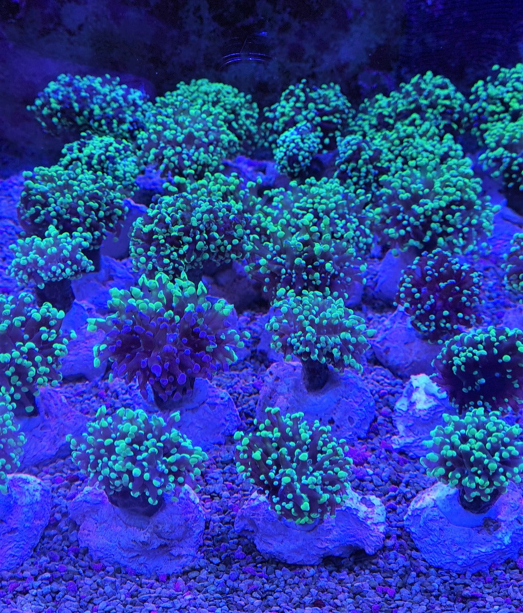 Euphyllia paradivisa (Premium)