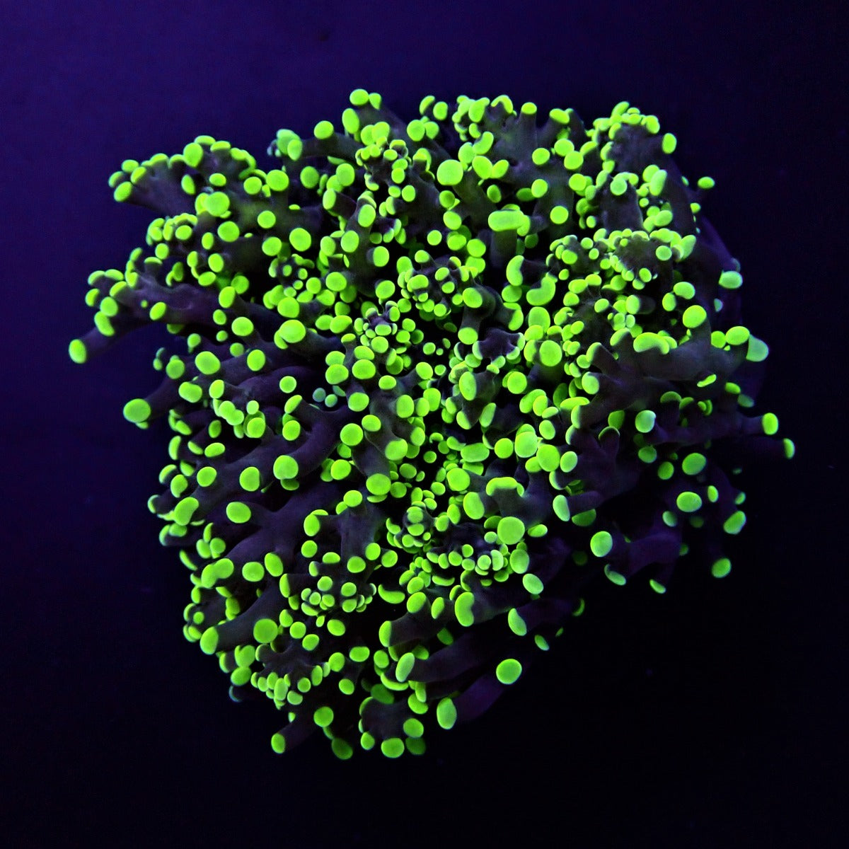 Euphyllia paradivisa (Premium)